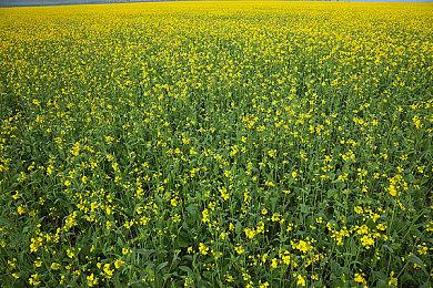 带你了解真实的电竞职业 直播行业催生的新职业